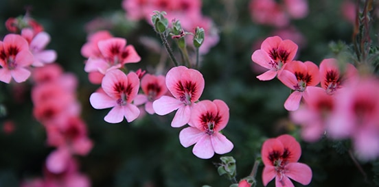 Jardin avec fleurs sans entretien à chauray